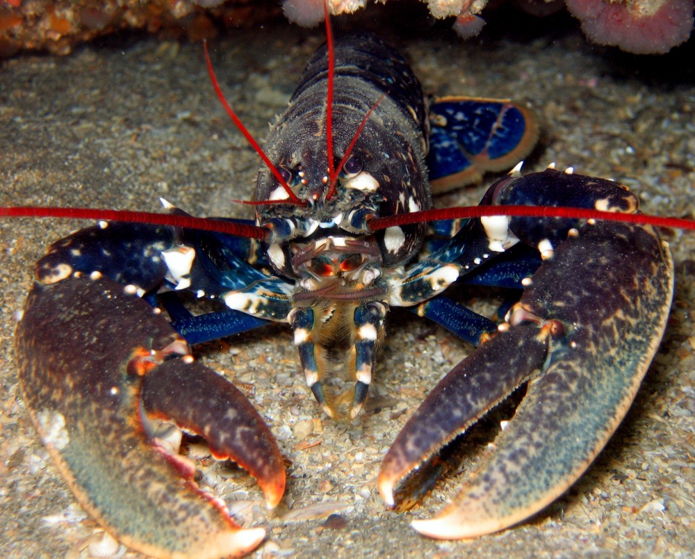 La pêche à pied des homards