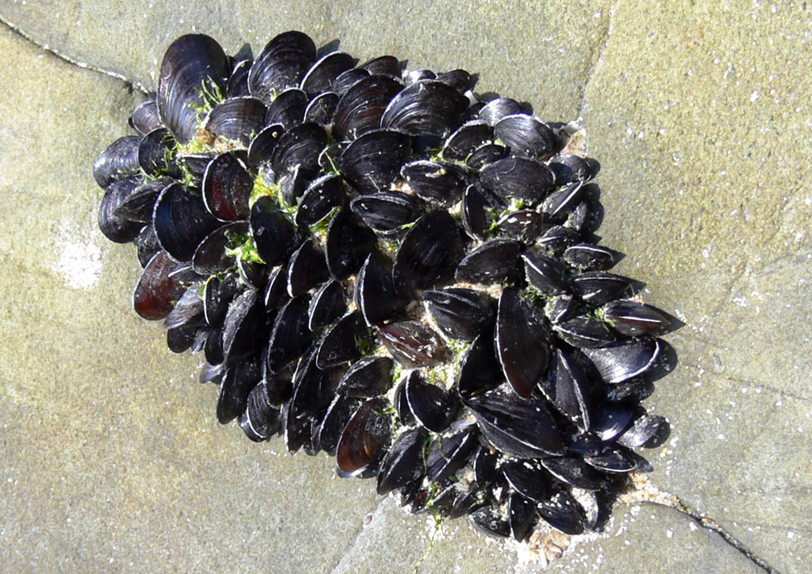 La pêche à pied des moules