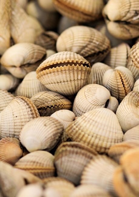 La coque a une coquille canelée