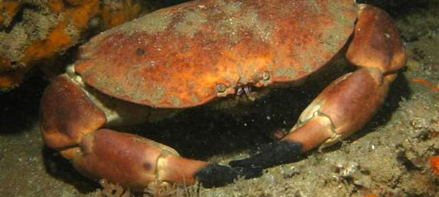 La pêche à pied des tourteaux